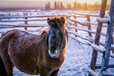 Зимняя красота: лошадь под белым покрывалом