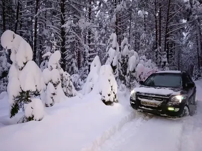 Потрясающее изображение машины в лесу