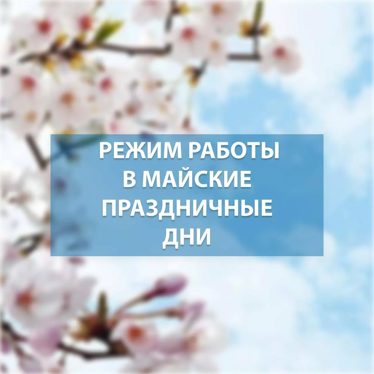 Москва впервые широко отметит китайский Новый год: куда сходить и что посмотреть