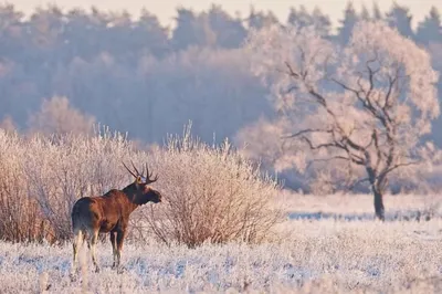 Фотоохота на зимней природе: Великолепные моменты