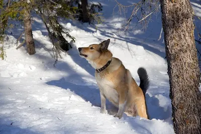 Охота в морозное время: Фотографии природы