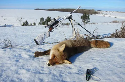 Фотографии с охоты зимой: Откройте для себя разные форматы