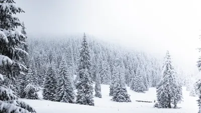 Зимний лес в объективе: Фотографии с охоты