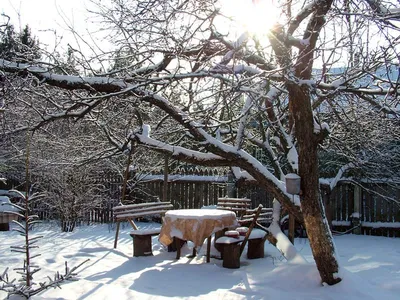 Зимний сад: Очарование зимнего уюта