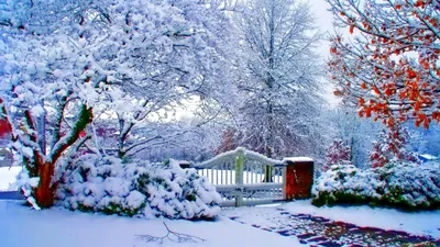Зимний рай в картинках: Фото идеального снежного сада