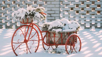 Фотография зимнего уединения: Зимний сад в теплых оттенках