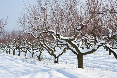 Зимняя красота в картинках: Фотографии снежного вдохновения