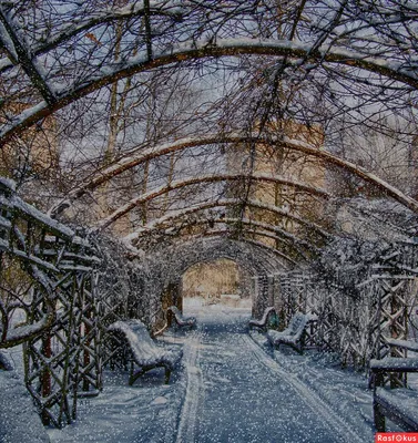 Зимний флористический рай: Фотографии красоты зимнего сада