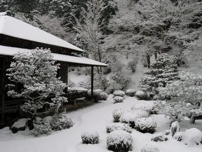 Зимний сад: Фотографии для скачивания в JPG формате
