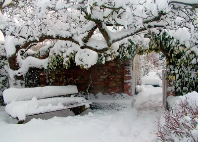 Изображение снежного сада: Зимняя красота в каждом пикселе