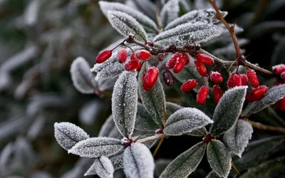 Изображение зимнего сада: Загрузите красоту в PNG формате
