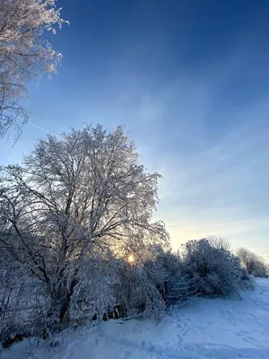 Фотография снежного сада: Изысканные детали в JPG формате