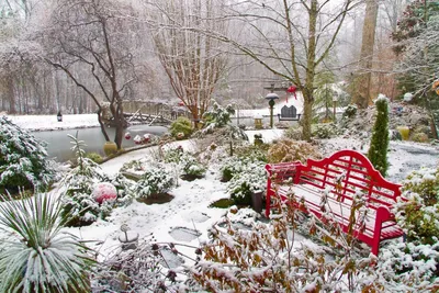 Зимний сад: WebP изображения для визуального наслаждения