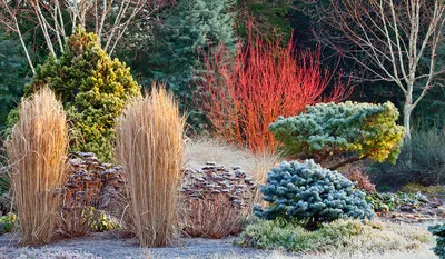 Фотография зимней природы: Качественные JPG снимки зимнего сада