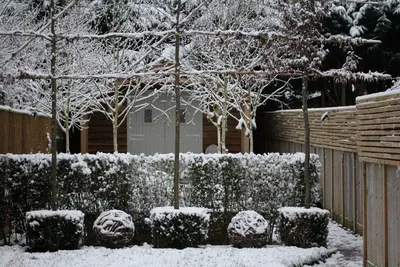 Изображение зимнего волшебства: Фотографии снежного сада в JPG