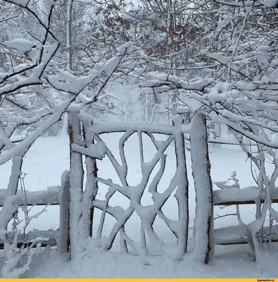Фотография зимнего совершенства: Картинки для скачивания в JPG