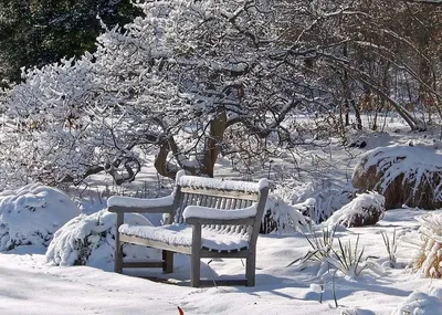 Фото снежного озарения: Красота зимнего сада в PNG