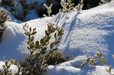 Фото зимней гармонии: Зимний сад во всех форматах (JPG, PNG, WebP)
