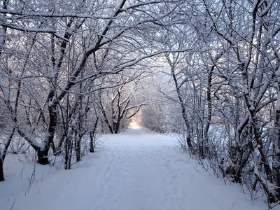 Зимняя сказка в фотографиях: Зимний сад в объективе