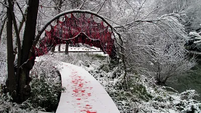 Фото снежного оазиса: Зимний пейзаж в высоком разрешении