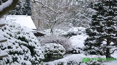 Сад зимой фотографии
