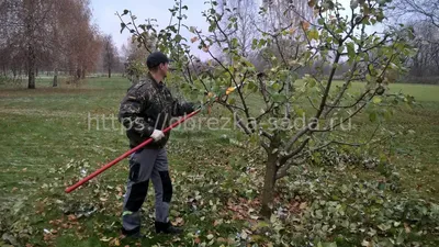 Фотографии садовых деревьев в формате арт