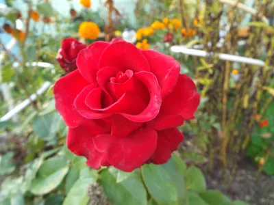 Фотографии Сайгонской розы в различных размерах