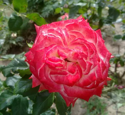 Изящные картинки Сайгонской розы в формате png