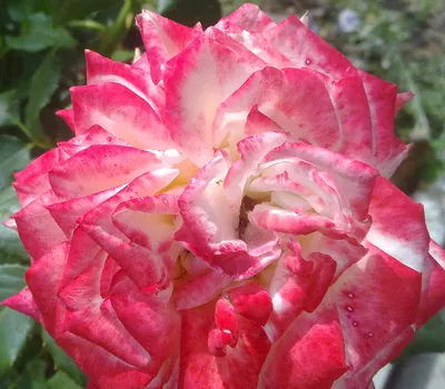 Очаровательные фото Сайгонской розы для вашего выбора