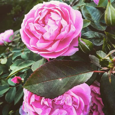 Фото Сайгонской розы на ваш выбор
