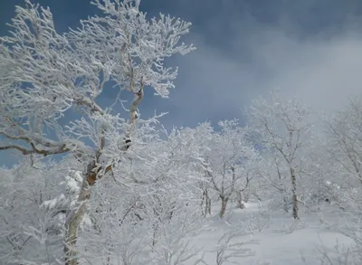 Зимняя сказка на Сахалине: Картинки для скачивания
