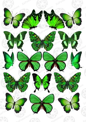 Салат бабочка - удобные настройки размера и формата изображения