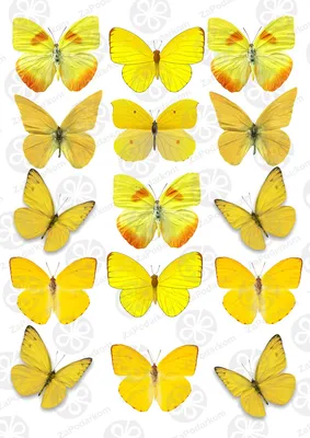 Салат бабочка - фото высокого качества для профессиональных использований