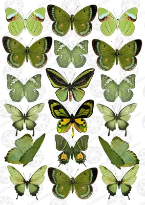 Фото салата бабочка - разнообразные варианты размера и формата для удовлетворения любых потребностей