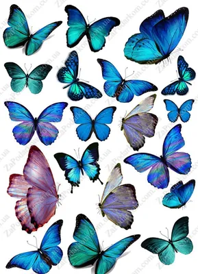 Фотография салата бабочка - возможность выбора размера и формата для идеального отображения