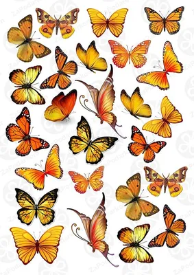 Салат бабочка - загрузка изображения в формате PNG с прозрачным фоном
