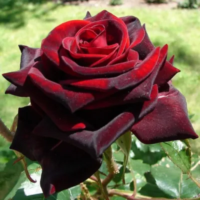 Фото Салата черная роза с нежными оттенками