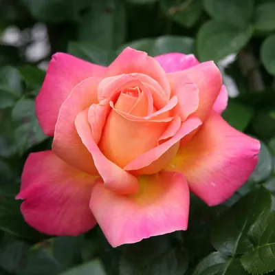 Фото розы Салат черная роза на просторном фоне