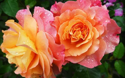 Фотография розы Салат черная роза с солнечным светом