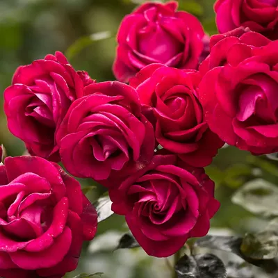 Фотография розы Салата черная роза с привлекательными тонами