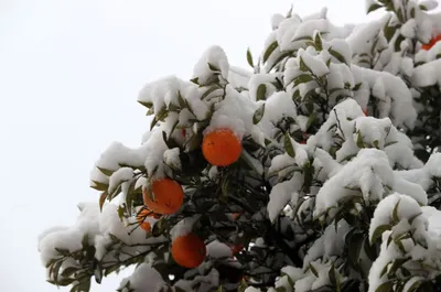 Салоники в снежной сказке: Фото для скачивания в любом формате