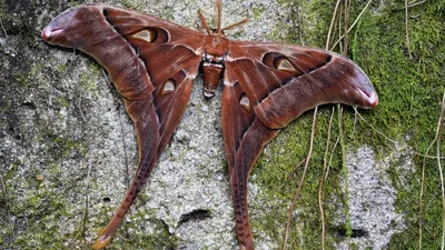 Самая большая бабочка в мире  фото