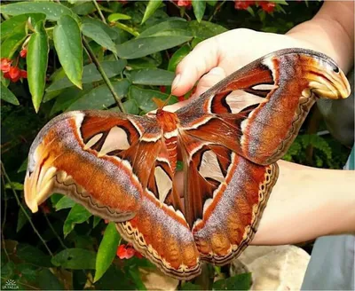 Увидьте удивительные фото самой большой бабочки
