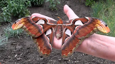 Впечатляющие фотографии самой большой бабочки в мире