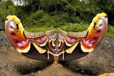 Фото самой большой бабочки в высоком качестве
