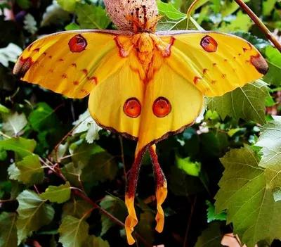 Уникальное изображение самой большой бабочки