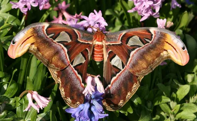 Ошеломительные фото самой большой бабочки