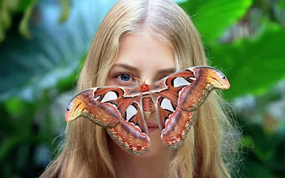 Лучшие фото самой большой бабочки