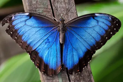 Фото самой большой бабочки для скачивания