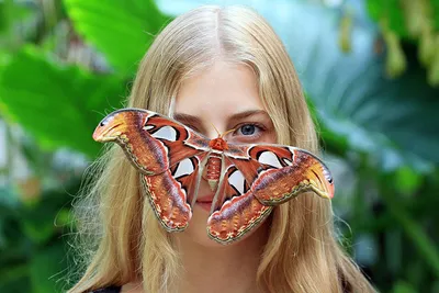Фотографии самой большой бабочки в высоком разрешении